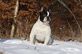 BOULEDOGUE FRANCAIS 963